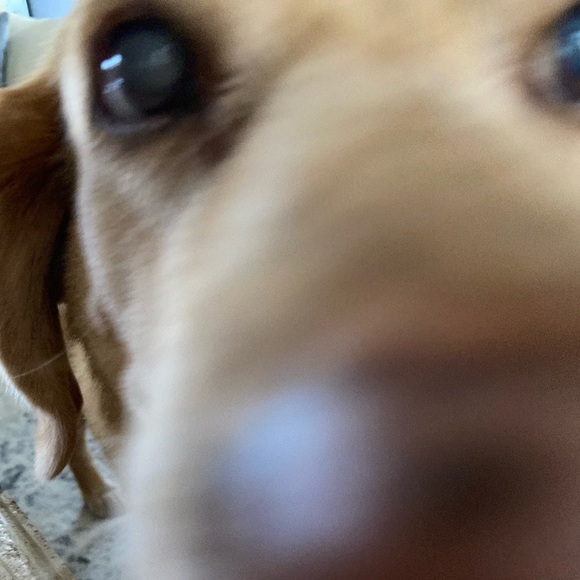 Marchesa Notte Dress Floral Bird Embroidered Mesh Mermaid Maxi Blue 4 NWT - Picture 9 of 9